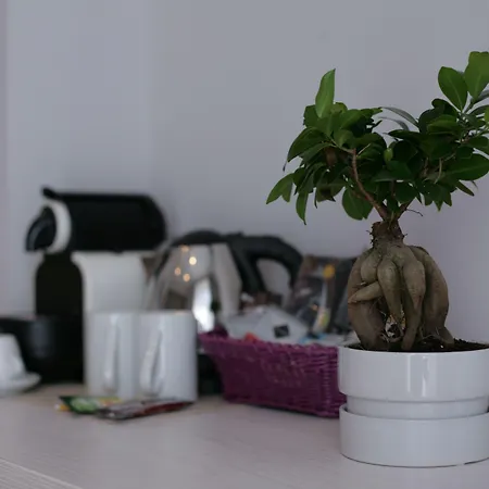 五间客房罗马旅馆 4* 罗马